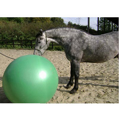 Horse Play ball